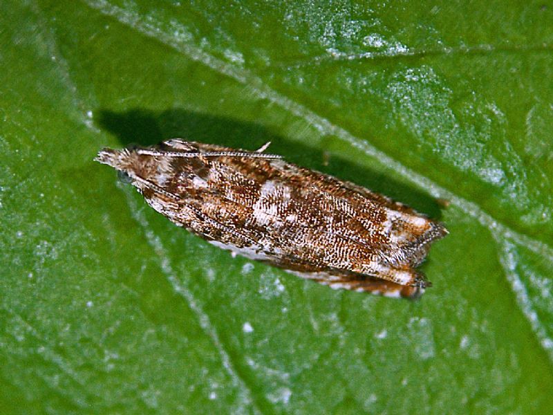 Ancora un Tortricide - da ID